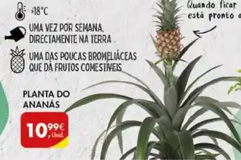Pingo Doce Planta do Ananás promoção