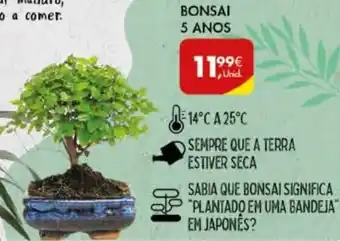 Pingo Doce Bonsai 5 Anos promoção