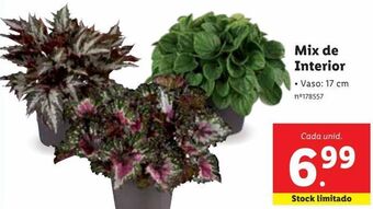 Lidl Plantas promoção
