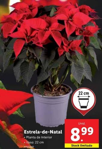 Lidl Flores promoção