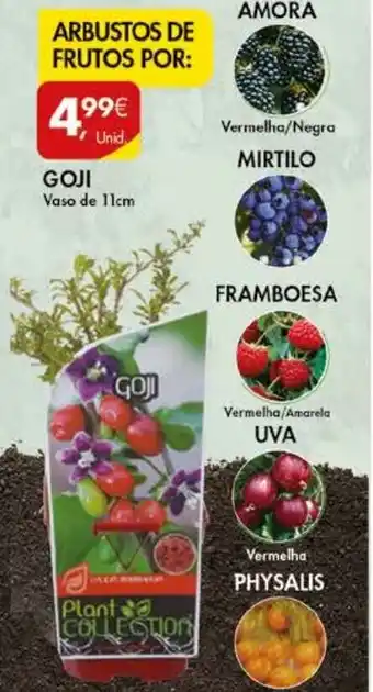 Pingo Doce Goji Vaso de 11cm promoção