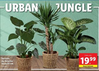 Lidl Plantas ornamentais promoção