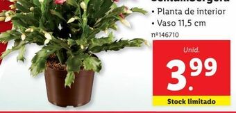 Lidl Plantas com flores promoção