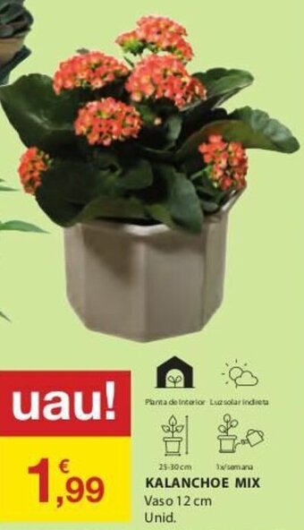 E.Leclerc Kalanchoe Mix Vaso 12cm promoção