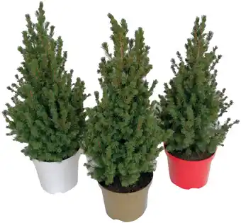 Auchan Árvore de natal natural promoção