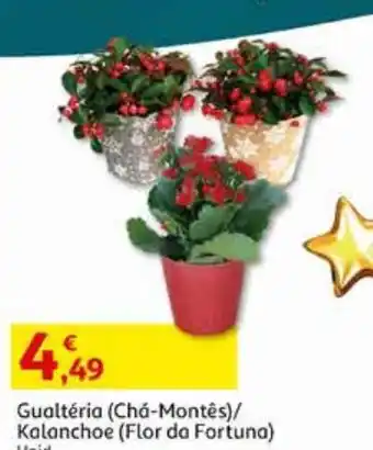 Gualtéria (chá-montês) decoração natal