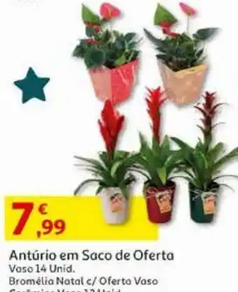 Auchan Anturio em saco de oferta v.14 promoção