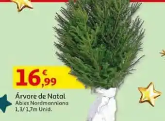 Auchan Arvore de natal abies nordmanniana promoção