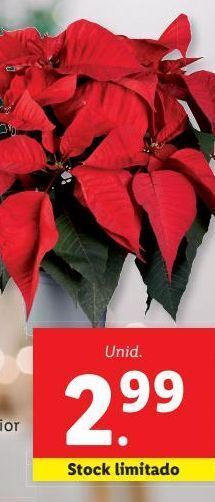 Lidl Plantas promoção
