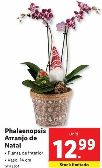 Lidl Orquídeas promoção