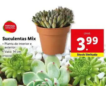 Lidl Suculentas Mix 14cm promoção