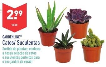 ALDI Catos/Suculentas promoção