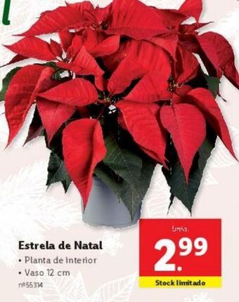 Lidl Plantas com flores promoção