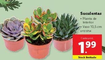 Lidl Plantas promoção