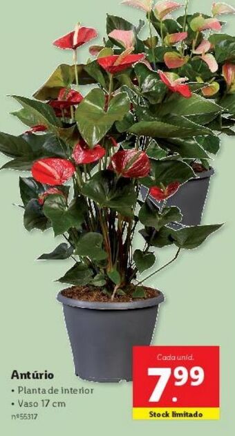 Lidl Plantas ornamentais promoção