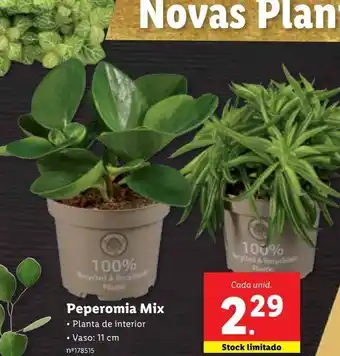 Lidl Peperomia mix promoção