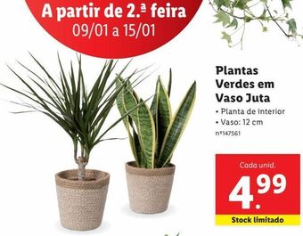 Lidl Plantas ornamentais promoção