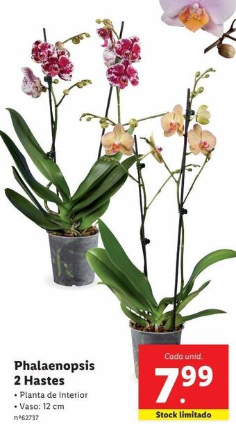 Plantas com flores