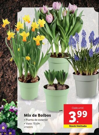 Lidl Plantas com flores promoção