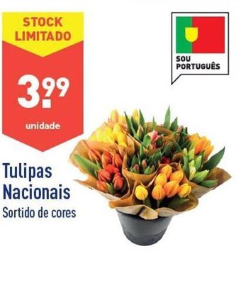 ALDI Flores promoção