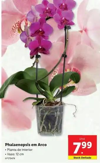 Orquídeas