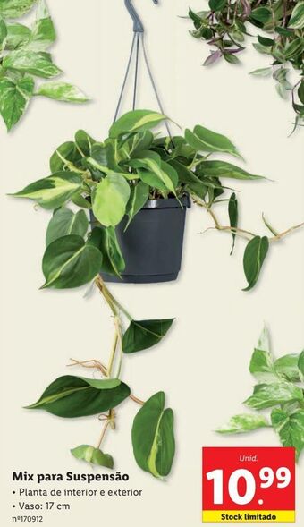 Lidl Plantas ornamentais promoção