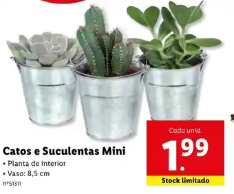 Lidl Catos e Suculentas Mini 8,5cm promoção
