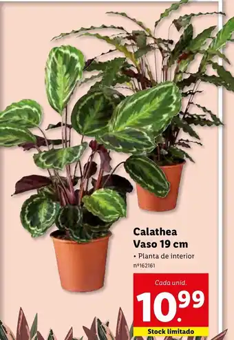 Lidl Calathea Vaso 19cm promoção