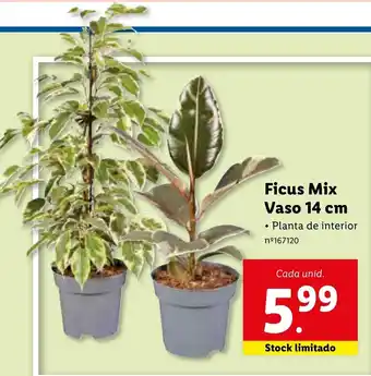 Lidl Ficus Mix Vaso 14cm promoção