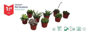 ALDI Gardenline Mini Suculentas promoção