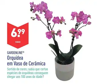 ALDI Gardenline Orquídea em Vaso de Cerâmica promoção