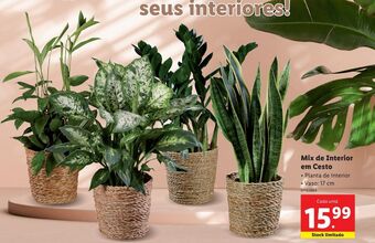 Lidl Plantas promoção