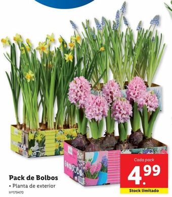 Lidl Plantas promoção