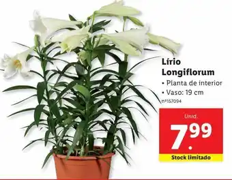 Lidl Lírio promoção