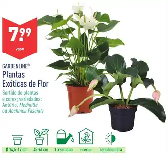 ALDI Gardenline Plantas Exóticas de Flor promoção