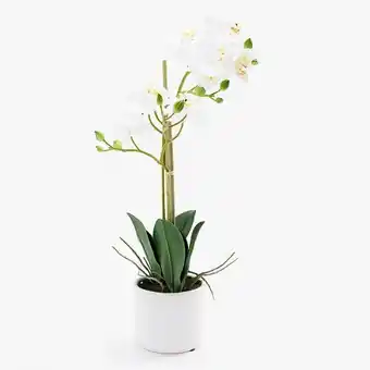 VIVA Orquídea vaso short a.48cm promoção