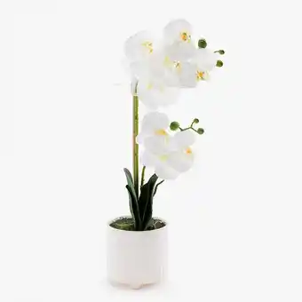 VIVA Orquídea vaso 0015 a.50cm promoção