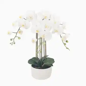 VIVA Orquídea branca em vaso a.60cm promoção