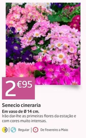 Jardiland Plantas com flores promoção