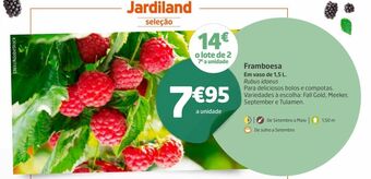 Framboesa