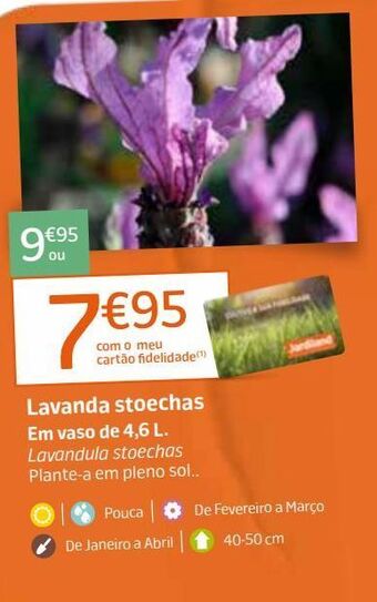 Jardiland Lavanda promoção