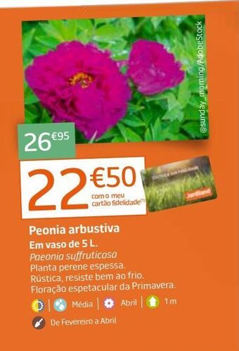 Jardiland Plantas promoção