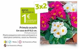 Jardiland Plantas com flores promoção