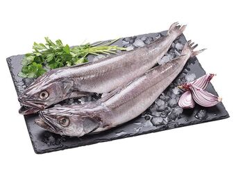 Pescada media (marmota) fresca inteira kg