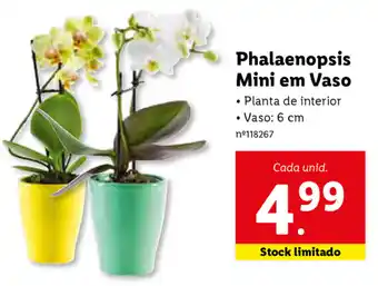 Lidl Phalaenopsis Mini em Vaso 6cm promoção