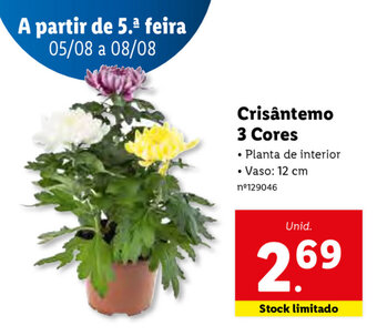 Lidl Crisântemo 3 Cores 12cm promoção