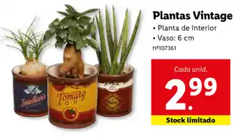 Lidl Plantas Vintage 6cm promoção