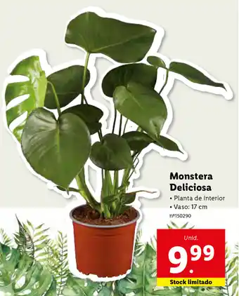 Monstera Deliciosa 17cm