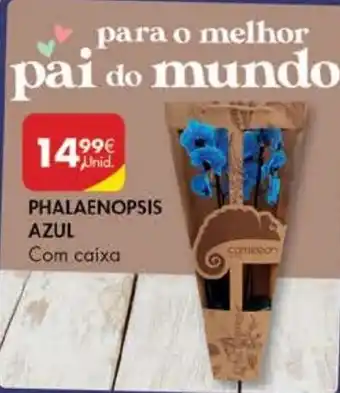 Pingo Doce Phalaenopsis Azul promoção