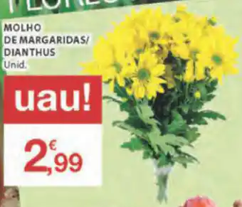 E.Leclerc Molho de Margaridas/Dianthus promoção